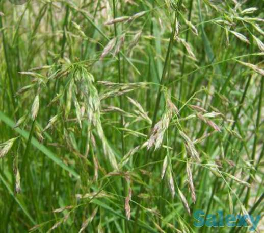 Семена Ежа сборная РСТ, Россия, фотография 1