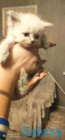 Котята, фотография 3