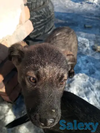 Помоги найти приют для щенят, фотография 7