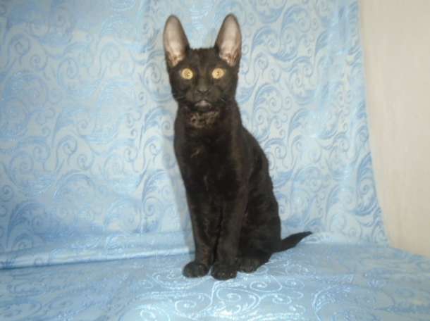 котята породы корниш рекс., фотография 5