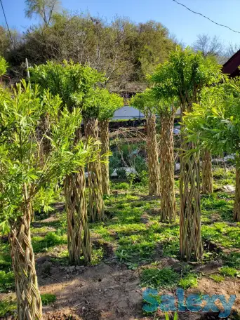 Плетеная ива (сибирская пальма) для Вашего сада!, фотография 8