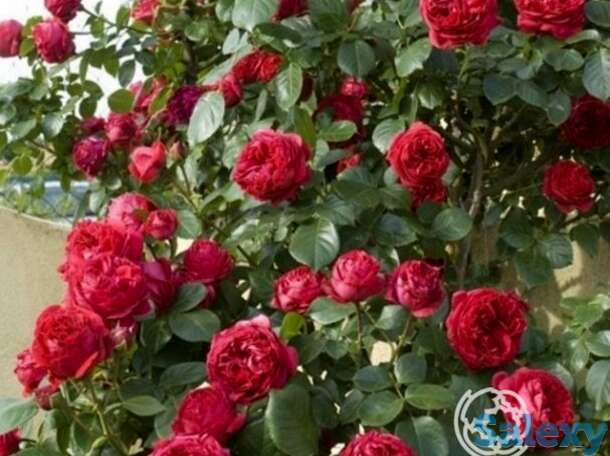 Роза эрик таберли, топалович, фотография 1