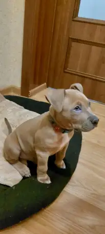 Щенок Амстаффа 2 месяца,мальчик, фотография 5