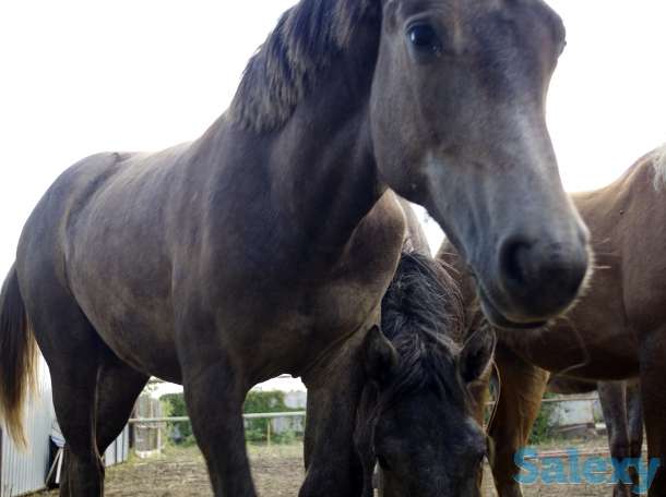 Лошади, конина, фотография 7