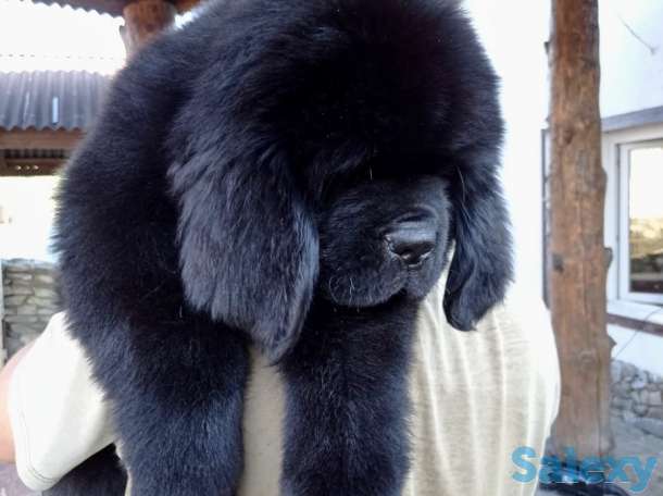 Щенок ньюфаундленда, фотография 5