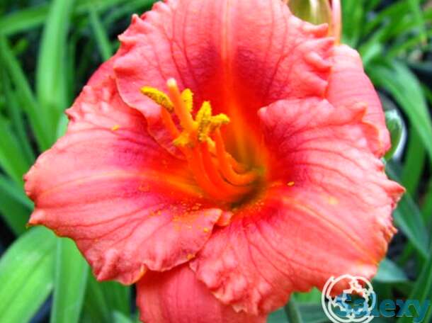 Лилейник Космополитан, фотография 1