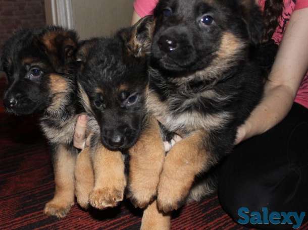 Щенки немецкой овчарки, фотография 7