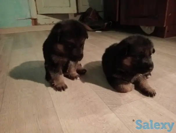 Щенки немецкой овчарки, фотография 3