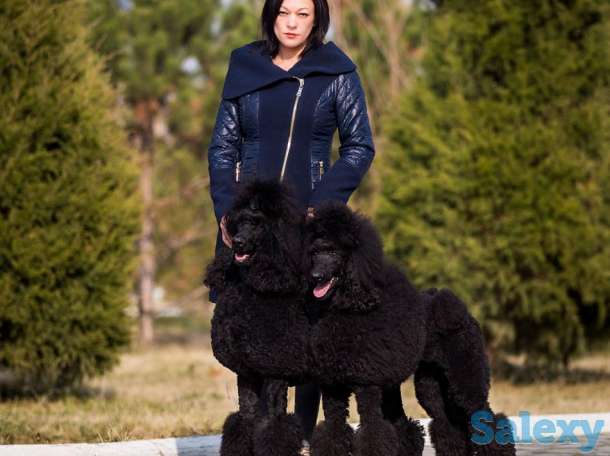 щенки королевского пуделя, фотография 6