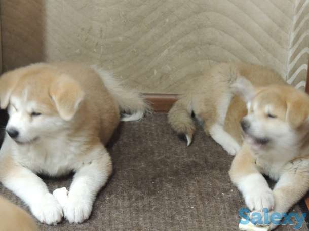 щенки акита ину, фотография 3