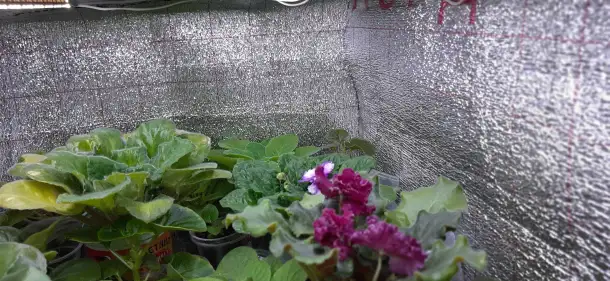 Продам цветы дешево, фотография 8