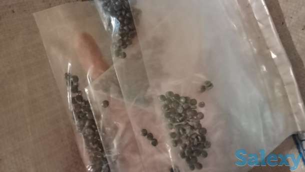 Полипропилен. Вторичные полипропиленовые гранулы, фотография 2