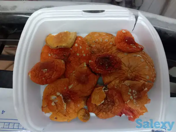 Грибы сушенные с Алтая! Рабочие., фотография 1