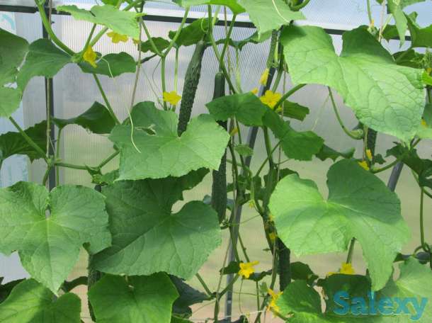 Дом, с.Сосновый Бор Клановая 16, фотография 11