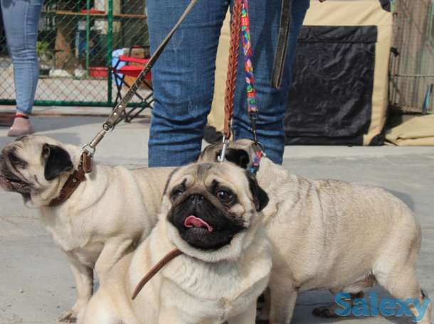 Мопс, фотография 5