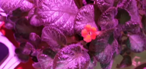 Продам цветы дешево, фотография 16