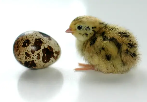 Перепела, фотография 1