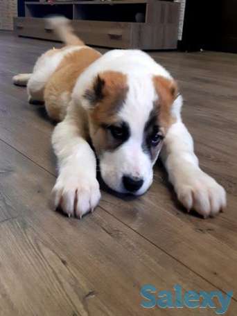 Продам Алабая девочку, фотография 1