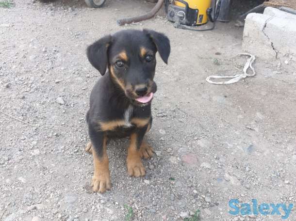 Отдам щенков в добрые руки!, фотография 1