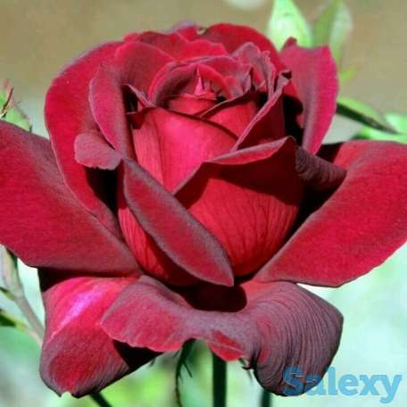 Саженец розы (чайно-гибридная, ремонтантная). Казахстан, фотография 3