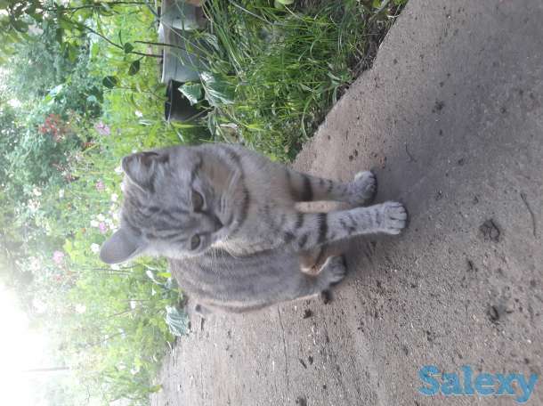 В добрые руки, фотография 1