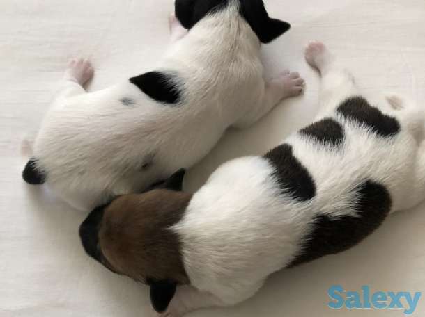 Щенки Джер Рассел Терьер, фотография 6