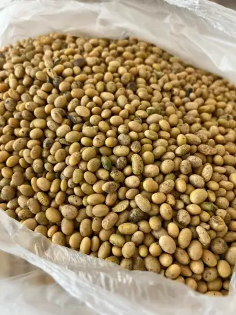 Cоя, фотография 1