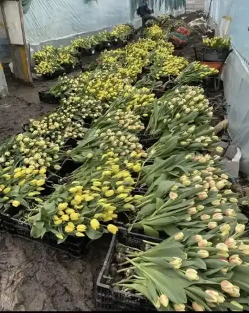 Тюльпаны оптом и в розницу к 8 марта, фотография 9