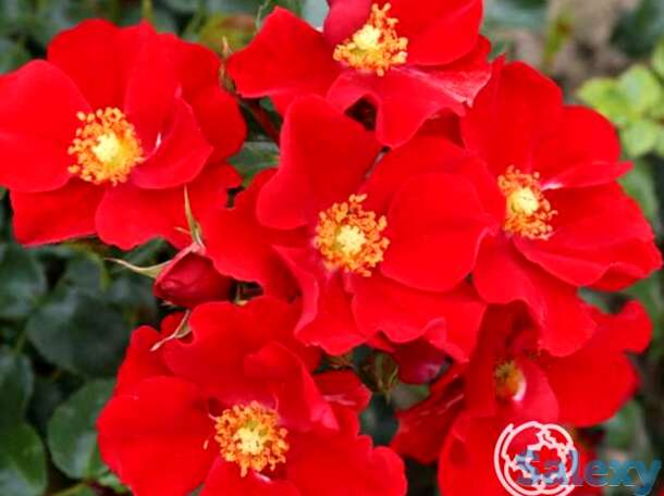 Роза александр фон гумбольт почвопокровная, топалович, фотография 1