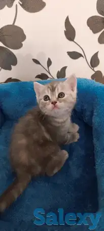 Продаются котята, фотография 3