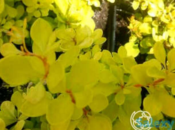 Барбарис эвита, фотография 1