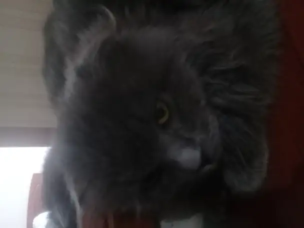 Шотландская вислоушка, фотография 2