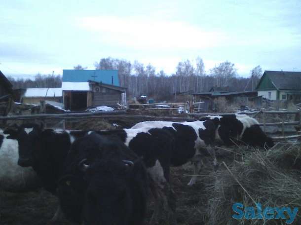 Молочные коровы, фотография 4