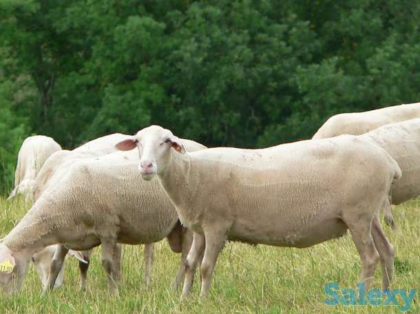 Племенные овцы Лакон (скот из Европы класса Элита и Элита Рекорд), фотография 6