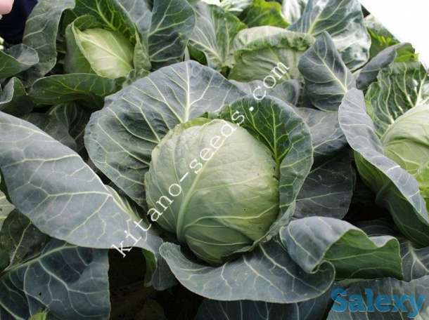 Семена ранней капусты КАНАЯМА F1, KITANO SEEDS, фотография 1
