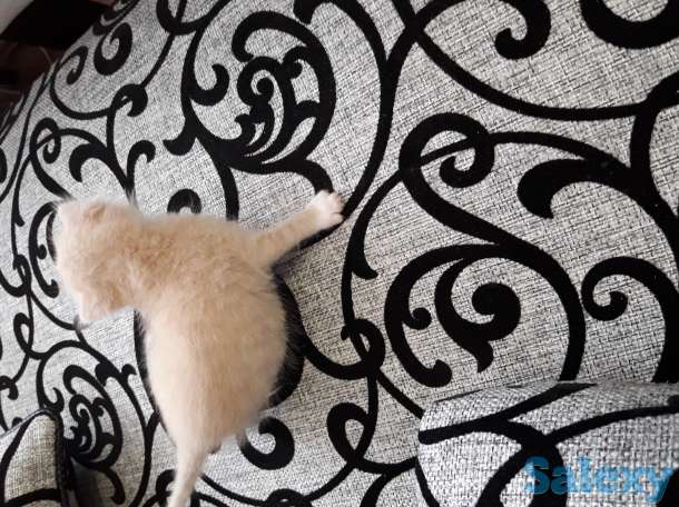 отдам даром котенка, фотография 1