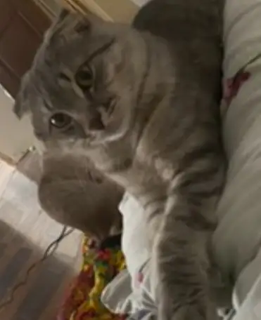 Отдам в добрые руки породистого кота!, фотография 1