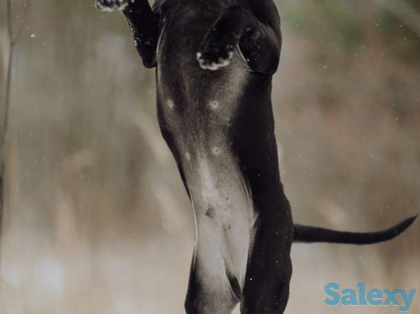 Щенки Тайского риджбека, фотография 8