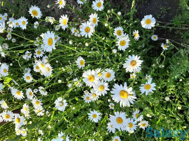 Продам дачу, С/ о Факел, фотография 6