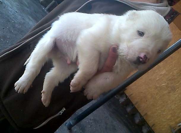 Чистокровный Алабаичики красивые и ухоженные, фотография 1