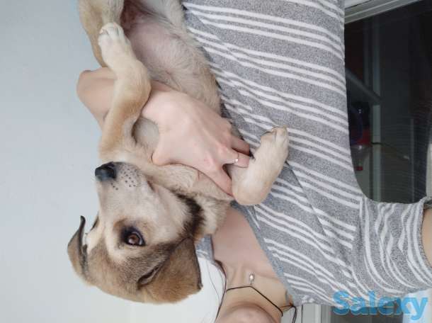 Отдам щенка, фотография 1