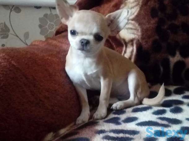 Щенки чихуахуа,девочки., фотография 1