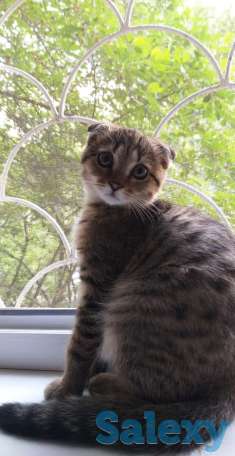 продам веслоуху  5 мес., фотография 4