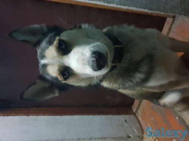 Пропала Хаска, фотография 4