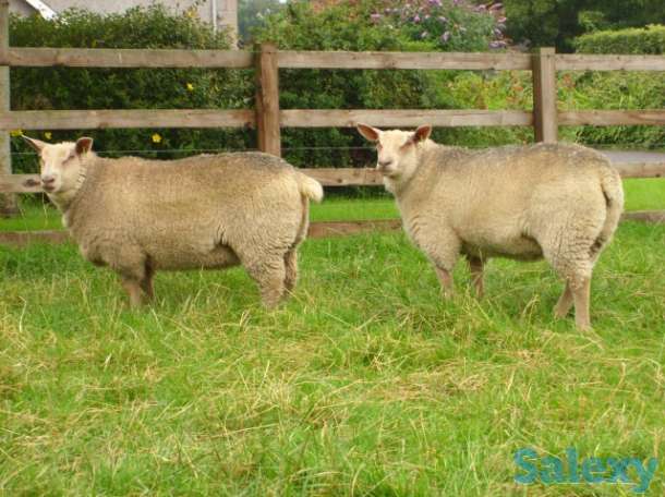 Племенные овцы Шароле (скот из Европы класса Элита и Элита Рекорд), фотография 7
