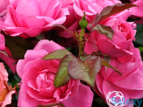 Роза барлебург флорибунда, топалович, фотография 1