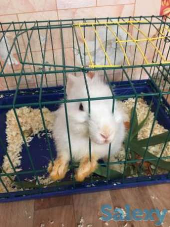 Продаю декоративный кролик, девочка 5месяцев, кличка Джуди, фотография 1