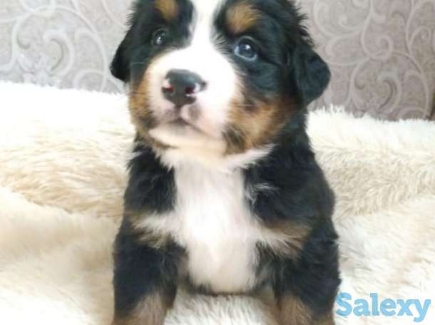 Продаются щенки Бернский зенненхунд, фотография 3