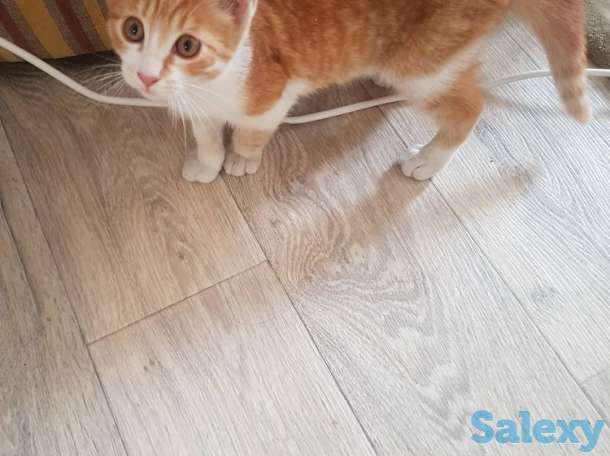 Подарю котенка львенка, фотография 6