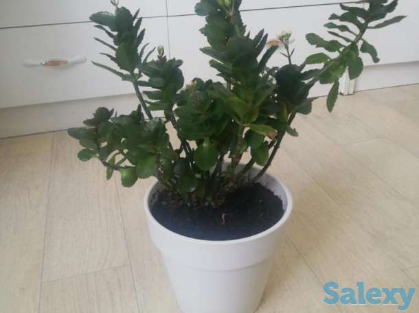 Продажа  комнатные цветы, фотография 1